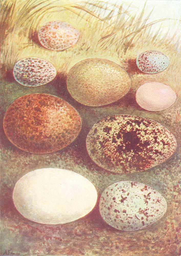 EGG. Jackdaw; Kestrel; Robin; Redpoll; Ringdove; Wryneck 1901 old print